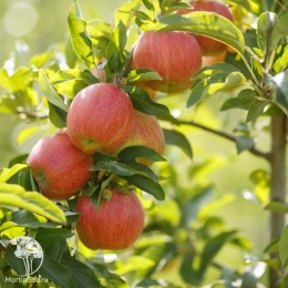Яблоня Штрифель