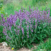 Шалфей лекарственный Salvia officinalis фото 2 