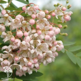 Рябина кашмирская