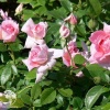 Роза канадская Ламберт Клосс фото 1 