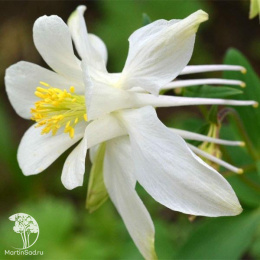 Аквилегия Белая Звезда (вид: голубая)