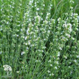 Иссоп лекарственный Альбус