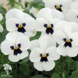 Виола рогатая Сорбет Икс Пи Вайт Блот