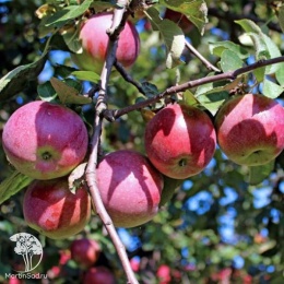 Яблоня Спартан