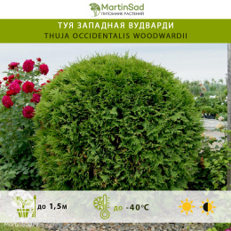Туя западная Вудварди