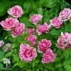Роза чайно-гибридная Пинк Интуишн фото 1 