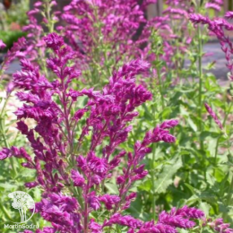 Шалфей дубравный Швелленбург