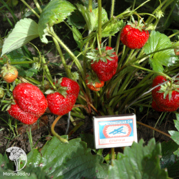 Земляника Гигантелла Максим