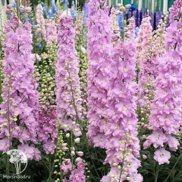 Дельфиниум Новозеландский гигант розовый, махровый