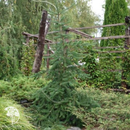 Пихта бальзамическая Випинг Ларри