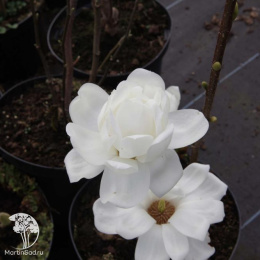 Магнолия голая Дабл Даймонд