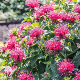 Набор для ароматной грядки монарда Фаербол + Кренберри Лейс + Бьюти оф Кобхэм