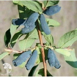 Жимолость съедобная Барышня