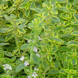  Тимьян лимоннопахнущий Голден Лемон