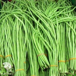 Вигна Спагетти