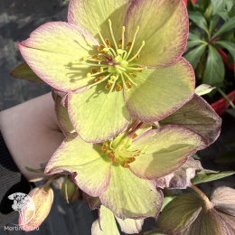 Морозник Айс эн Роузес Фростед Роуз