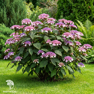Фото Гортензия шершавая Каваками