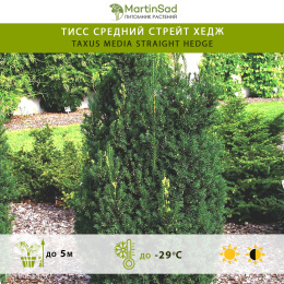 Тисс средний Стрейт Хедж