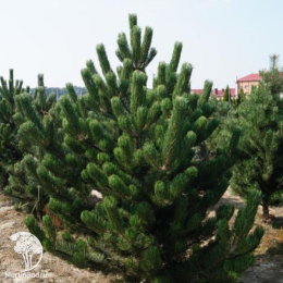 Сосна чёрная Pinus nigra