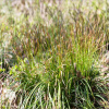 Carex digitata Осока пальчатая фото 3 