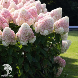 Гортензия метельчатая Кэнди Лав
