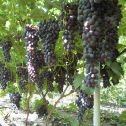 Виноград Антрацит