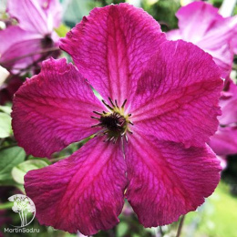 Клематис Карменсита