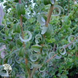 Ива вавилонская Криспа