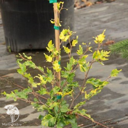 Бук лесной Рохан Голд