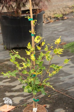 Фото Бук лесной Рохан Голд
