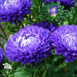 Астра королевский размер Синяя