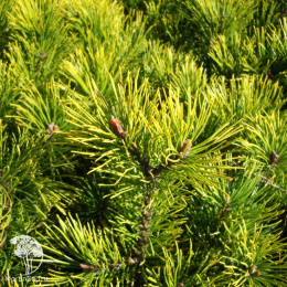  Сосна горная Хостин Голд