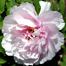 Фото Пион древовидный Персиковый цвет