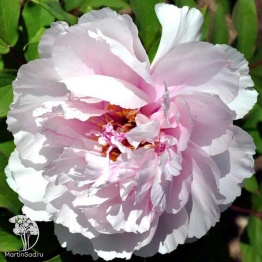 Фото Пион древовидный Персиковый цвет