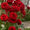 Роза плетистая Мессир Дельбар фото 4 
