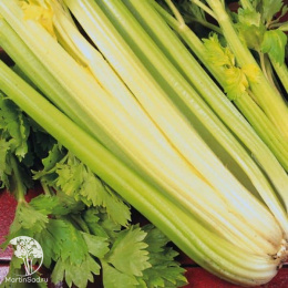 Сельдерей черешковый и листовой Атлант