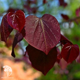 Церцис канадский Блек Перл