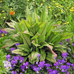 Щавель Кровавая Мэри