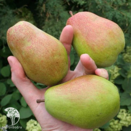 Груша Чудесница