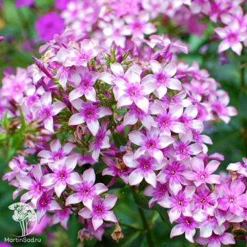 Фото Флокс метельчатый Звездочёт