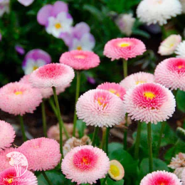  Маргаритка многолетняя Тассо клубника со сливками