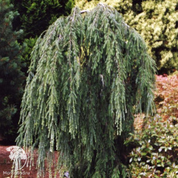 Тсуга канадская Ашфиелд Випер