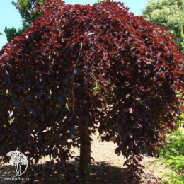 Яблоня пурпурная Пендула