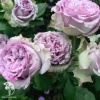 Роза чайно-гибридная Дольчетто фото 4 