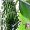 Банан декоративный, Пигмей фото 2 