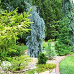 Ель колючая Зе Блюз