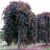 Бук лесной Пурпуреа Пендула на штамбе фото 3 