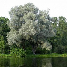 Фото  Ива белая Серебристая