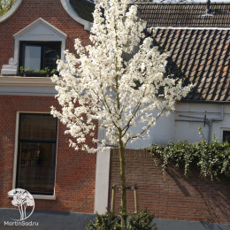 Магнолия звездчатая на штамбе