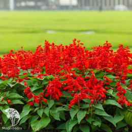 Сальвия Магический огонь